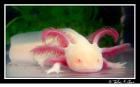 Suche in nähe axolotl-gold (Ambystoma-Mexicanum)