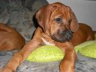 Rhodesian Ridgeback Welpen