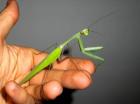 Indische Riesen-Gottesanbeterin (Hierodula membranacea) + Samtschrecken