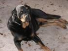 Suche Rottweilerhündin