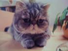 Exotic Shorthair abzugeben