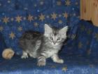 2 Maine Coon Katerchen suchen neue Schlafcouch