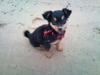 Chihuahua / RuskyToy sucht neues Heim