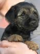 Border Terrier Welpe VDH/KfT