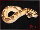 Könispython - Ballpython - Python Regius