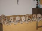 Golden Retriever Welpen