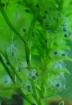 Suche Eier & Larven von Axolotl / Molchen & Salamander  Mit Versand 