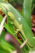 Phelsuma grandis (hoher Rotanteil) 0,0,6