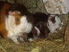 4 Meerschweinchen Babys abzugeben ( geboren am 29.11.10 ) 