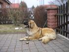 Leonberger2021