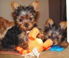 2 süße Mini Yorkshire Terrier Welpen(black & tan) 