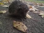 Regelmäßig süße Tierbabys