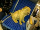 Der Süßeste Shar Pei ..names Fino 