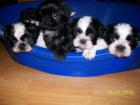 Shih Tzu Welpen