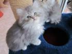 2 Reinrassige Perserbabys mit Nase Silver / Blue