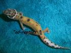 LEOPARDGECKO Farbzuchten