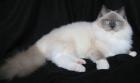 RAGDOLL***HERZENSDIEBE***RAGDOLL