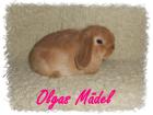 Süsse NHD und Mini Lop 