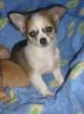 Chihuahua Welpe sucht Liebevolle Familie