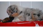 Aussie-Australian Shepherd Welpen aus privater Zucht abzugeben