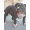 American Pit Bull Terrier