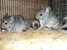 Chinchillas