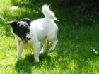 Sally  Jack Russel  sucht dringend neues Zuhause