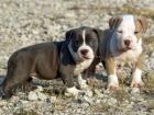 Red Nose Pitbull Terrier Welpen suchen neues Zuhause. 