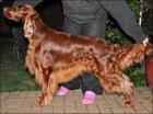 Irish Setter - Welpen mit Papiere