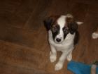 Boder Collie Mix Welpen 8 Wochen alt, abzugeben