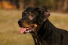 Dobermannmix, Chilly, 13 Monate