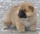 Wunderschöne Chow-Chow Babies