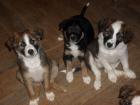 3 süsse Border Collie Mix Welpen 8 Wochen alt