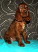 IRISH SETTER Welpen mit Papieren