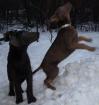 Verspielte Labrador Welpen in Anthrazit / Grau & Silber abzugeben