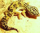 Leopardgecko 1,0 und Nachzuchten abzugeben