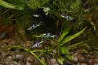 Endler Guppy s,Red Fire Garnelen,Wasserpflanzen....