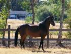 6 Jahre welsh Pony Stute