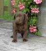 Labrador Retriever Welpen