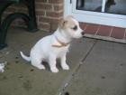 Jack Russell Welpe