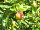 Ökologische Gartenpflege, Obstbaumschnitt, Ziergehölzschnitt und Beratung in all