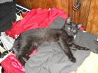 Kleiner schwarzer kater art black smoke sucht neues zuhause!