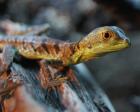 Basiliscus plumifrons   Stirnlappenbasilisken NZ2021