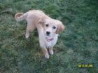  Nicki!! 4,5 Monate Golden Retriever-Mix