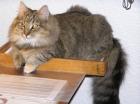 Suche nähe 22175 HH Quittenweg Ferien Pflegestelle für Main Coon Dame