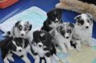 Border Collies von der Mückenheide