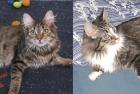 Maine Coon Geschwisterpaar (M/W) umständehalber abzugeben