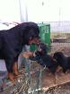 2 Rottweilerwelpen