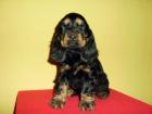 English Cocker Spaniel Swarz , Black & Tan