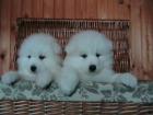 SAMOYEDEN WELPEN